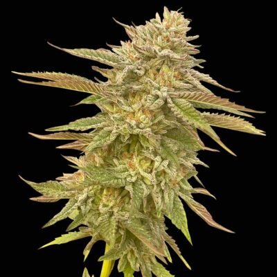 Seedsman Pineapple OG feminisiert