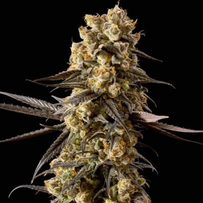 Seedsman Banana Biscotti F1 feminisiert