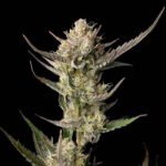 Seedsman OG Kush feminisiert