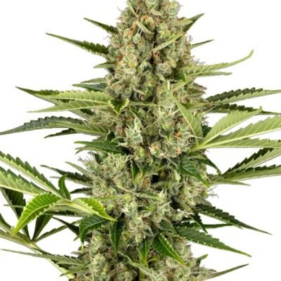 Sensi Seeds Jack Herer Auto feminisiert
