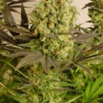 Serious Seeds Motavation feminisiert