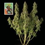 Seedsman Gorilla Candy Auto feminisiert