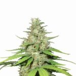 Nirvana Seeds Top 44 Auto feminisiert