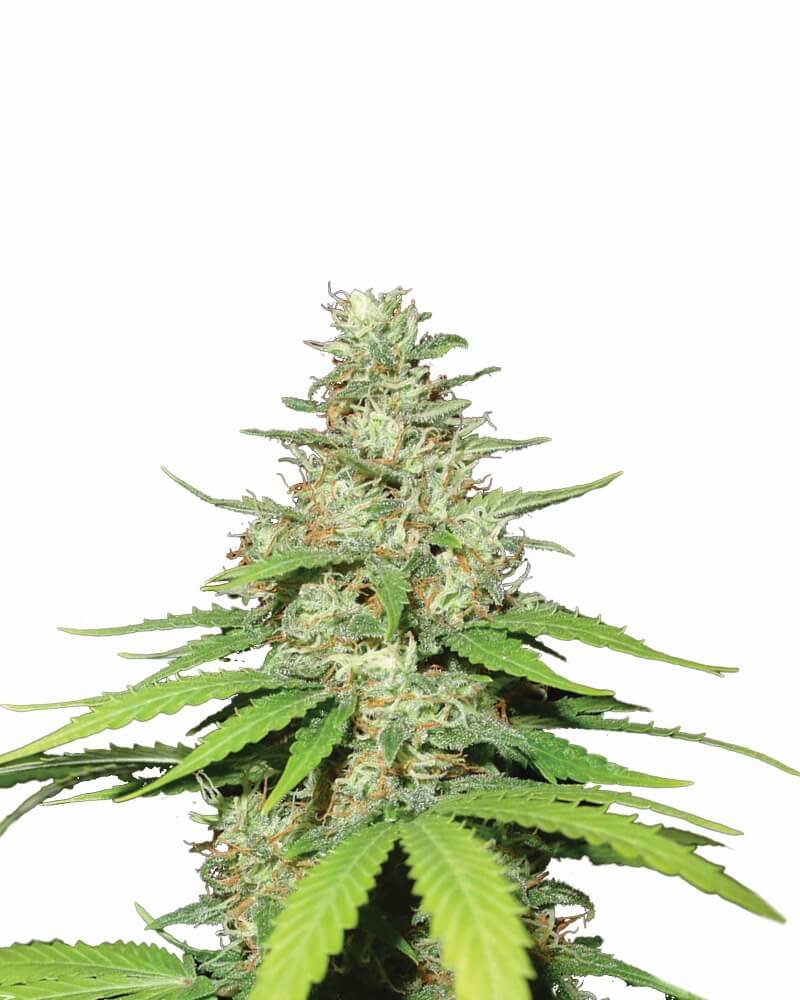 Nirvana Seeds Top 44 Auto feminisiert