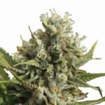 Nirvana Seeds Amnesia Auto feminisiert