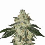 Nirvana Seeds Aurora Indica Auto feminisiert