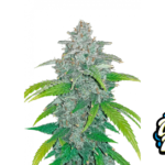 Fast Buds Blue Dream Auto Hanfsamen