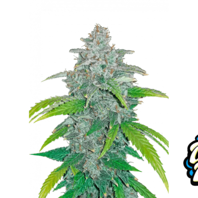 Fast Buds Blue Dream Auto Hanfsamen