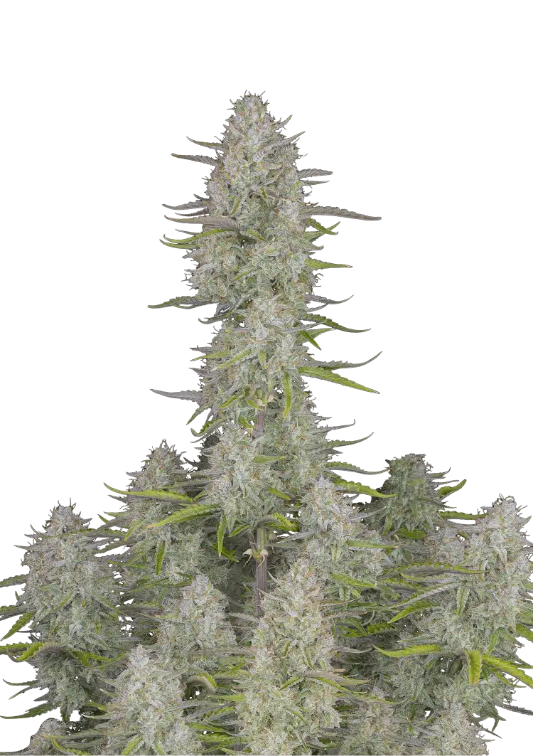 Fast Buds Wedding Cheesecake Auto Hanfsamen – Bild 2