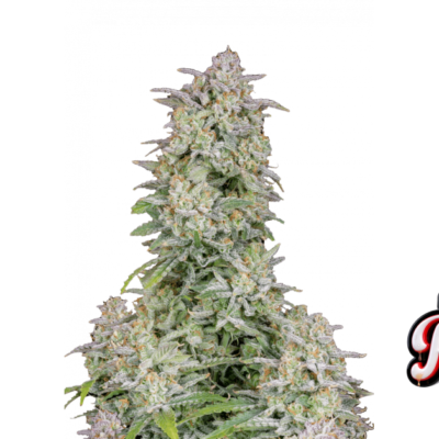 Fast Buds Forbidden Runtz Auto Hanfsamen