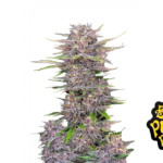 Fast Buds Banana Purple Punch Auto Hanfsamen