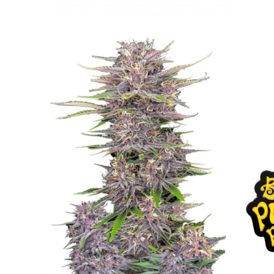 Fast Buds Banana Purple Punch Auto Hanfsamen