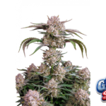 Fast Buds Strawberry Gorilla Auto Hanfsamen