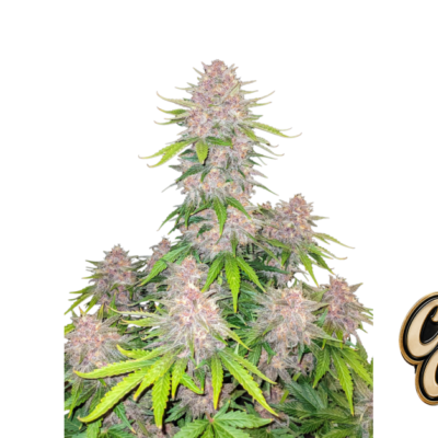 Fast Buds Cherry Cola Auto Hanfsamen