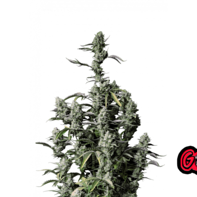 Fast Buds Gorilla Z Auto Hanfsamen