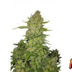 Fast Buds Papaya Cookies Auto Hanfsamen