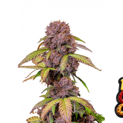 Fast Buds Lemon Cherry Cookies Auto Hanfsamen