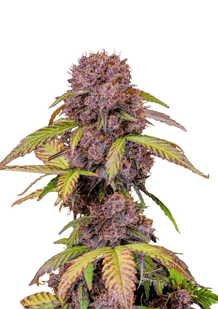 Fast Buds Lemon Cherry Cookies Auto Hanfsamen – Bild 2