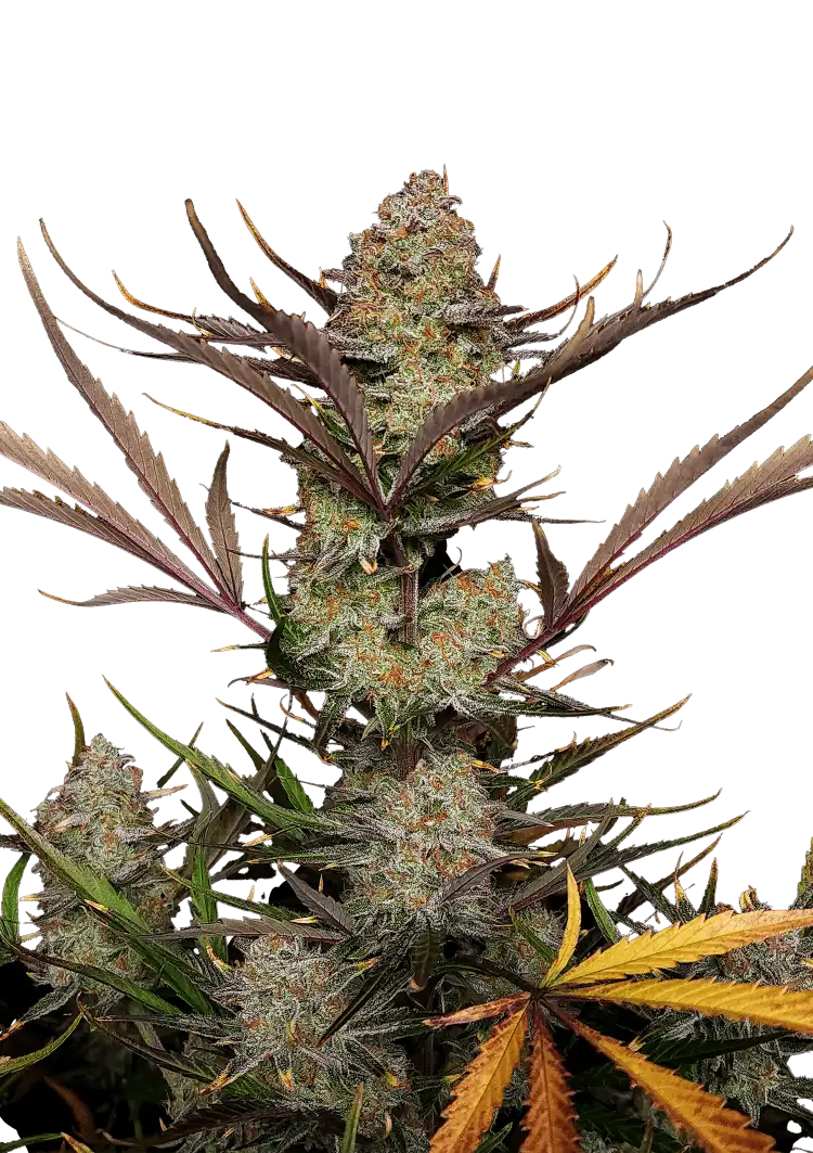 Fast Buds Apple Strudel Auto Hanfsamen – Bild 2
