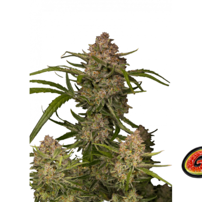 Fast Buds Guava Auto Hanfsamen