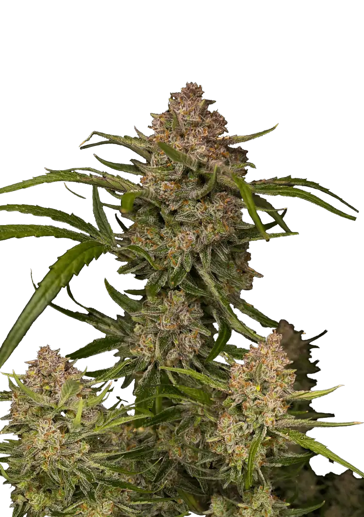 Fast Buds Guava Auto Hanfsamen – Bild 2