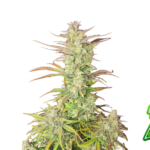Fast Buds Z-Up Auto Hanfsamen