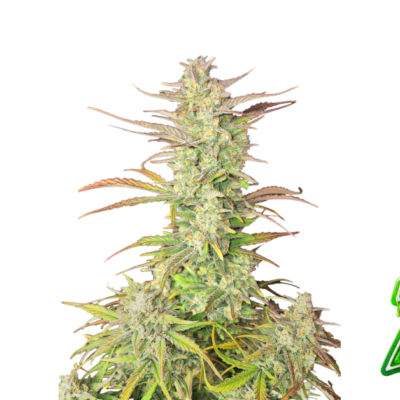 Fast Buds Z-Up Auto Hanfsamen