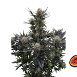 Fast Buds Guava Auto RF3 Hanfsamen