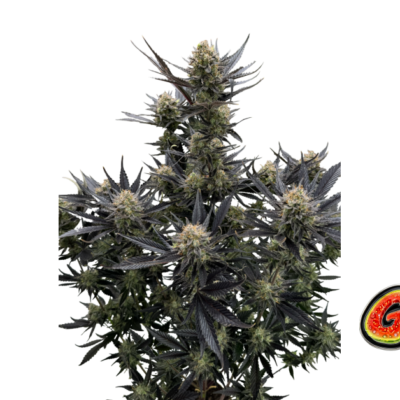 Fast Buds Guava Auto RF3 Hanfsamen
