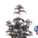 Fast Buds Strawberry Gorilla Auto RF3 Hanfsamen