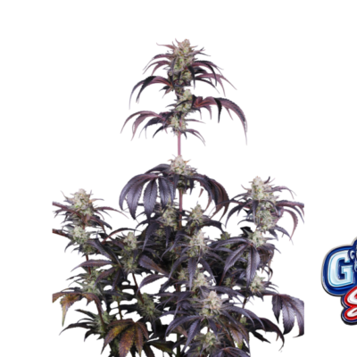 Fast Buds Strawberry Gorilla Auto RF3 Hanfsamen