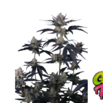 Fast Buds Guava Runtz Auto Hanfsamen