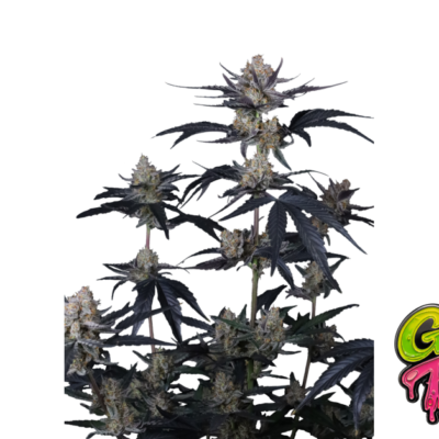 Fast Buds Guava Runtz Auto Hanfsamen