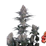 Fast Buds Guava Sundae Auto Hanfsamen