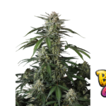 Fast Buds Banana Guava Auto Hanfsamen