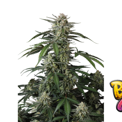 Fast Buds Banana Guava Auto Hanfsamen