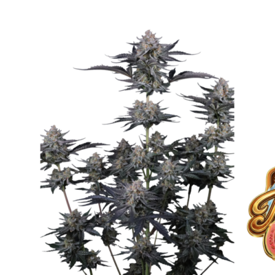 Fast Buds Mendo Guava Auto Hanfsamen