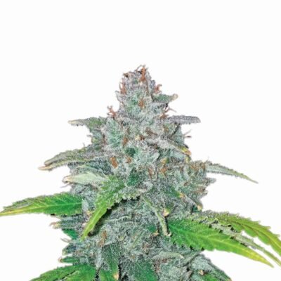 Nirvana Seeds Blue Dream Auto feminisiert