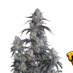 Fast Buds Pineapple OG Auto Hanfsamen
