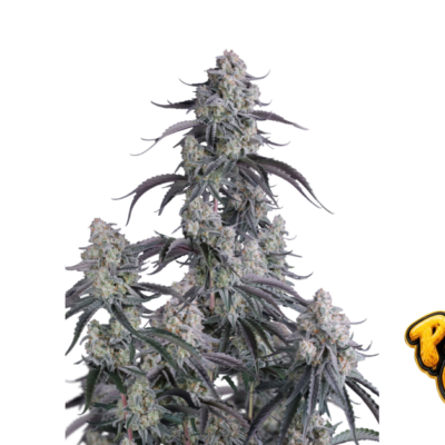 Fast Buds Pineapple OG Auto Hanfsamen