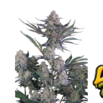 Fast Buds Lemon Tree Auto Hanfsamen