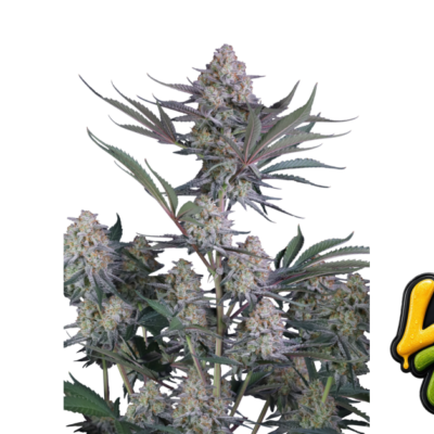 Fast Buds Lemon Tree Auto Hanfsamen