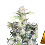 Fast Buds AK Auto Hanfsamen