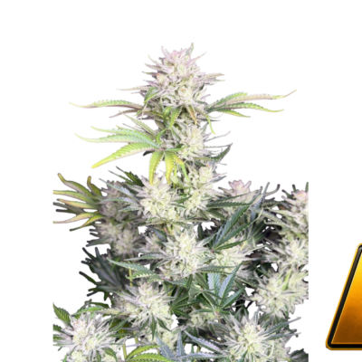 Fast Buds AK Auto Hanfsamen