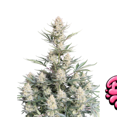 Fast Buds BubbleGum Auto Hanfsamen