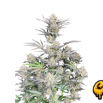 Fast Buds Cheese Auto Hanfsamen