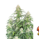 Fast Buds Jack Herer Auto Hanfsamen