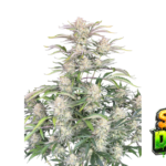 Fast Buds Sour Diesel Auto Hanfsamen