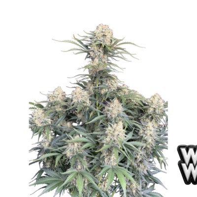 Fast Buds White Widow Auto Hanfsamen