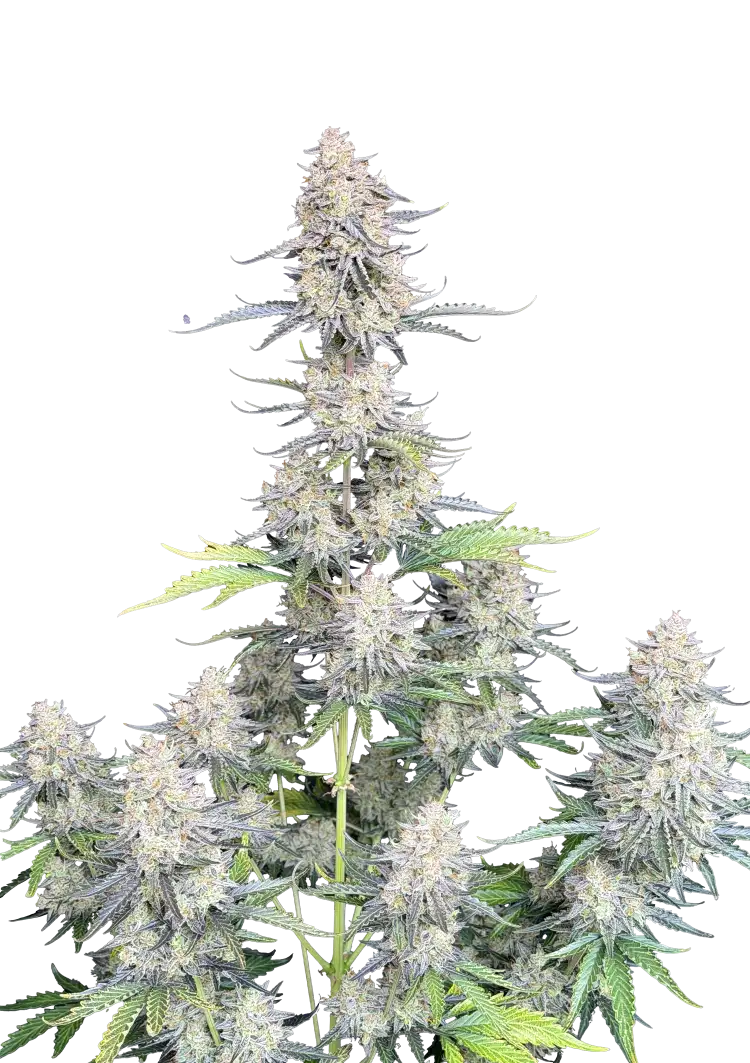 Fast Buds Afghan Kush Auto Hanfsamen – Bild 2